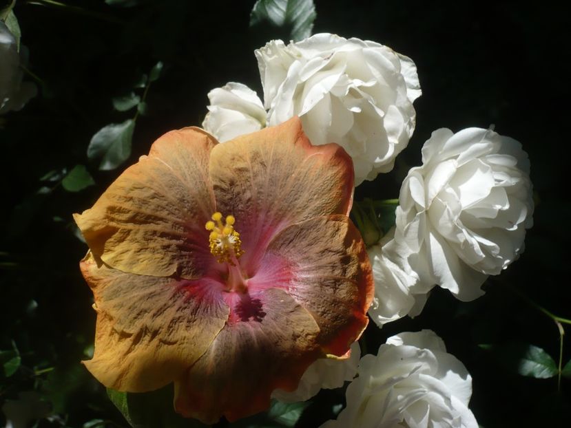 P1440363 - HIBISCUSI 2020-1