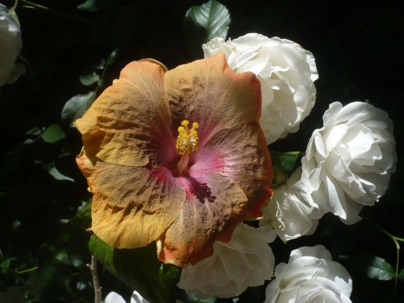 P1440364 - HIBISCUSI 2020-1