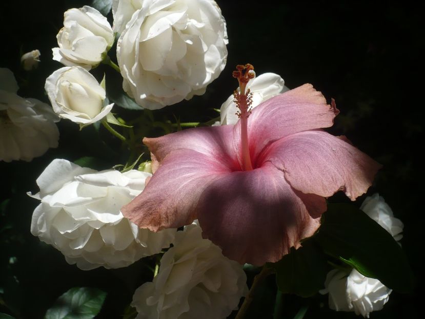 P1440365 - HIBISCUSI 2020-1