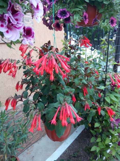  - 0 Fuchsia - cecelus 2020