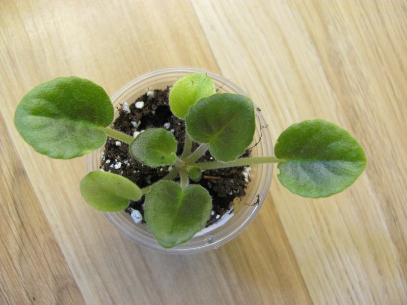  - NK Voloshkove Pole