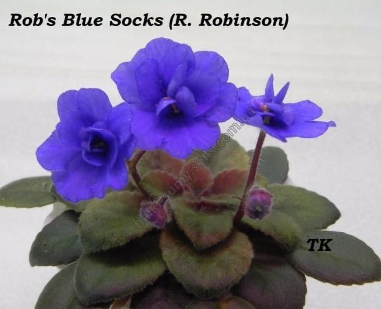 Rob s Blue Socks poza net - Rob s Blue Socks