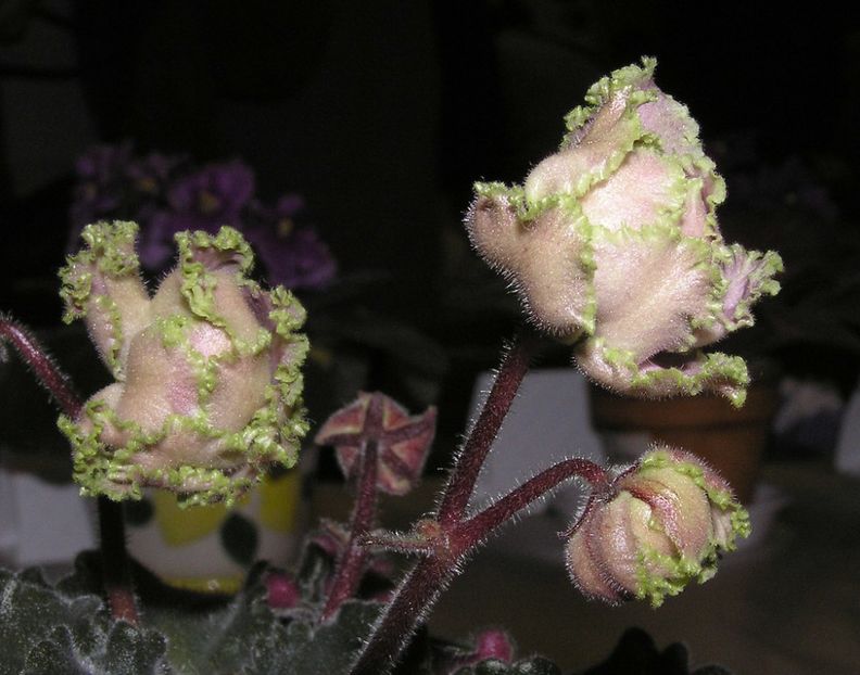 Shogun poza net - Shogun