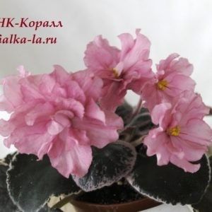 NK Korall poza net - ZZNK Korall