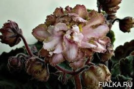 PT-Persefona poza net - PT-Persefona