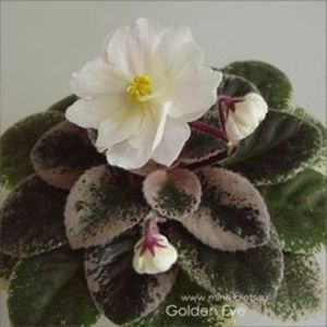 Golden Eye poza net - Golden Eye