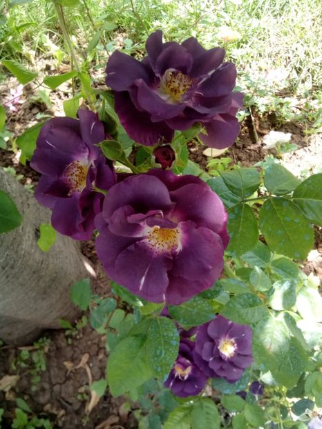  - Rhapsody in blue