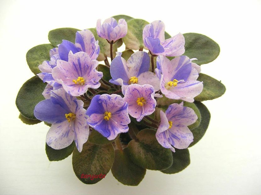 N-Osenniy Son poza net - N-Osenniy Son