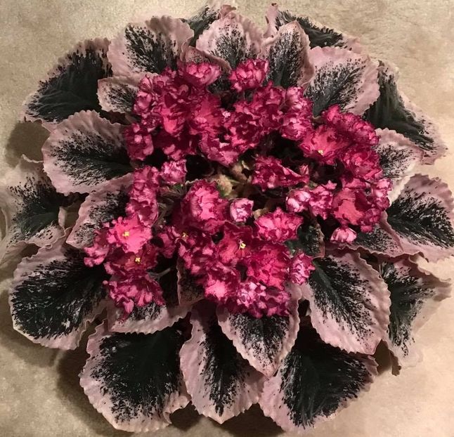  - Buckeye Cramberry Sparkler