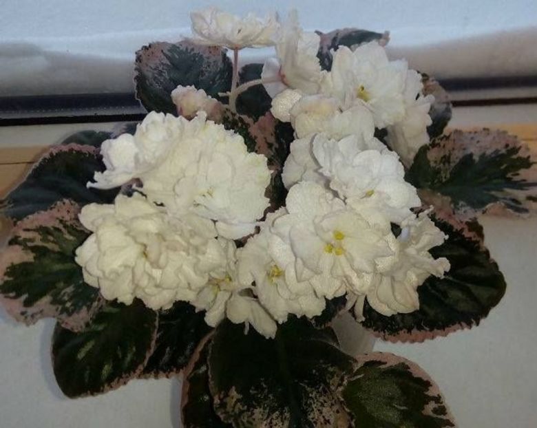 LE Greenland poza net - LE-Greenland