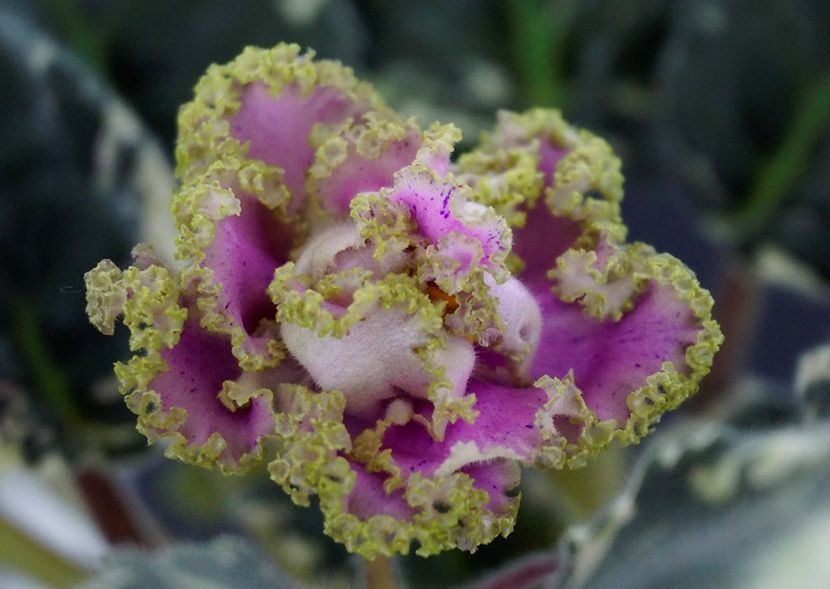 ND-Lavanda poza net - ND-Lavanda