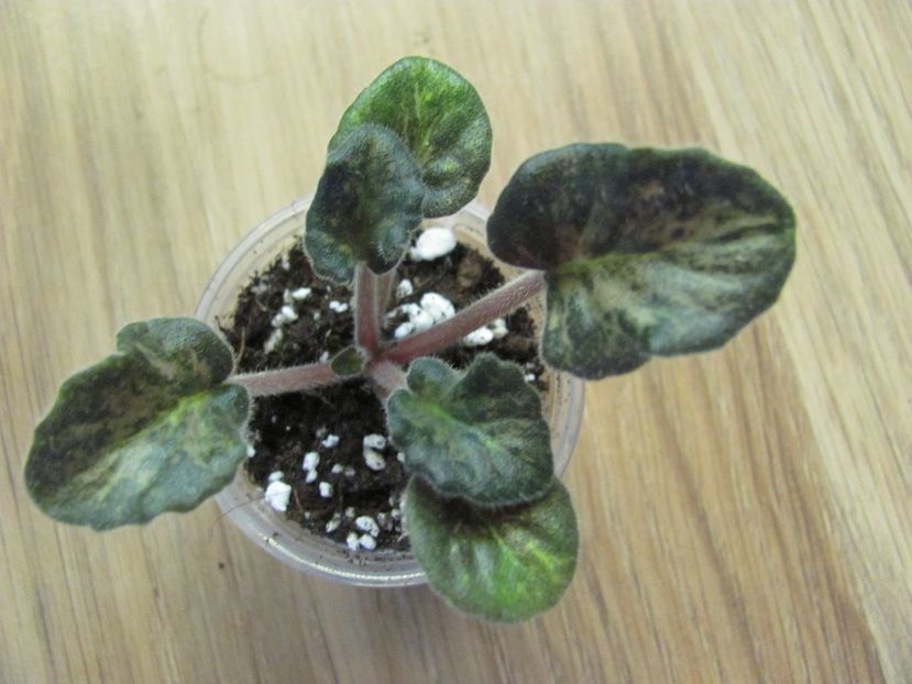  - River Falls Twilight