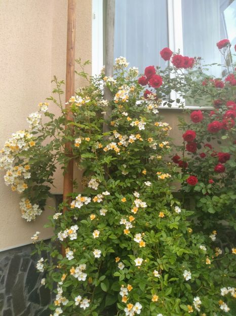 bobbie james - Trandafiri 2020