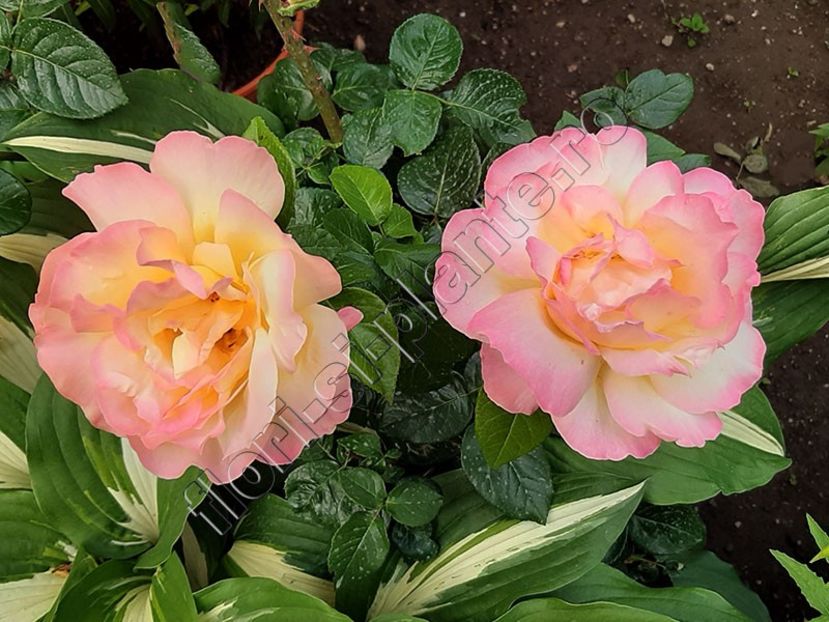 Trandafir Gloria Dei - Flori gradina