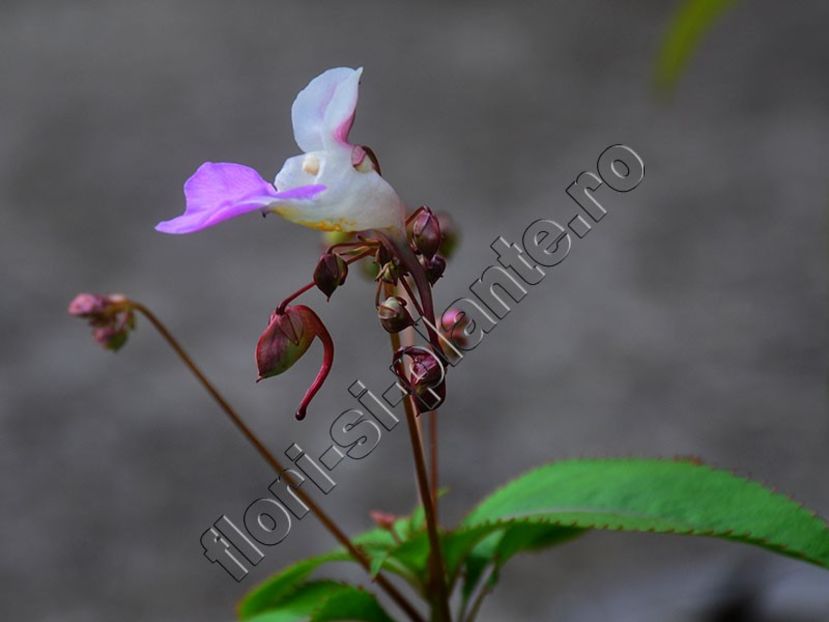 Impatiens glandulifera - Flori gradina