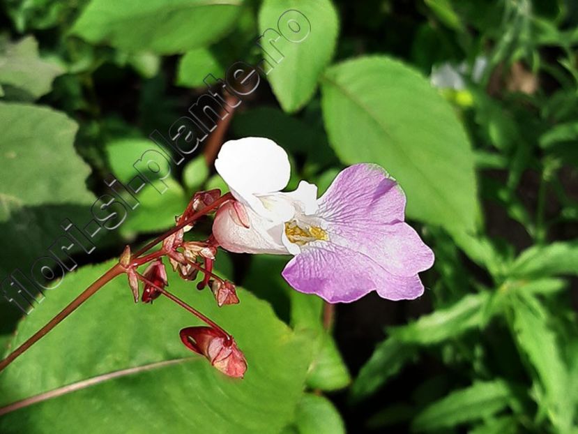 Impatiens glandulifera - Flori gradina