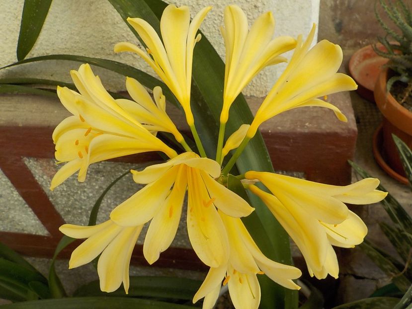  - clivia