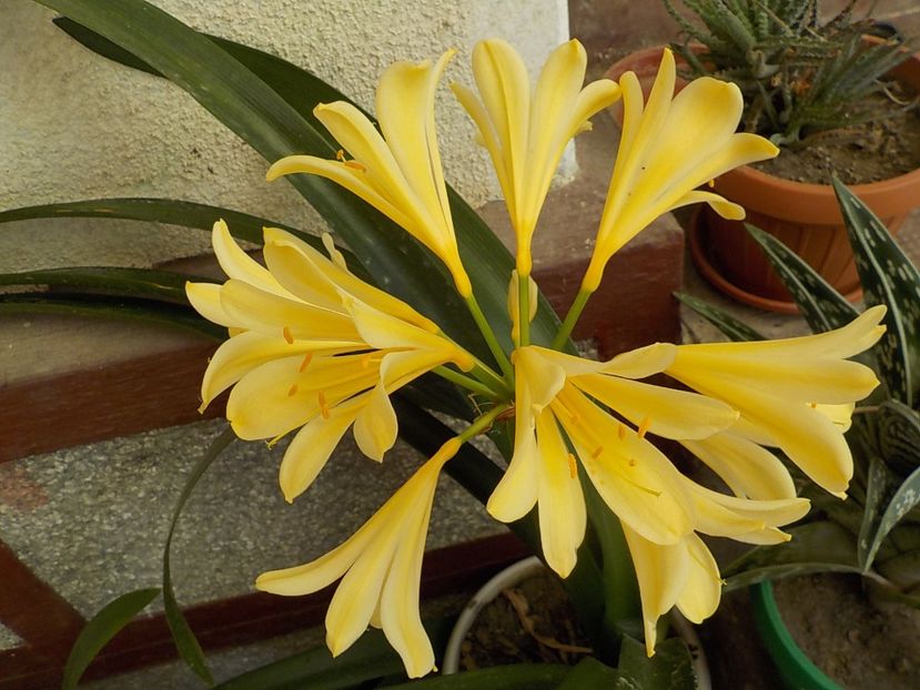  - clivia