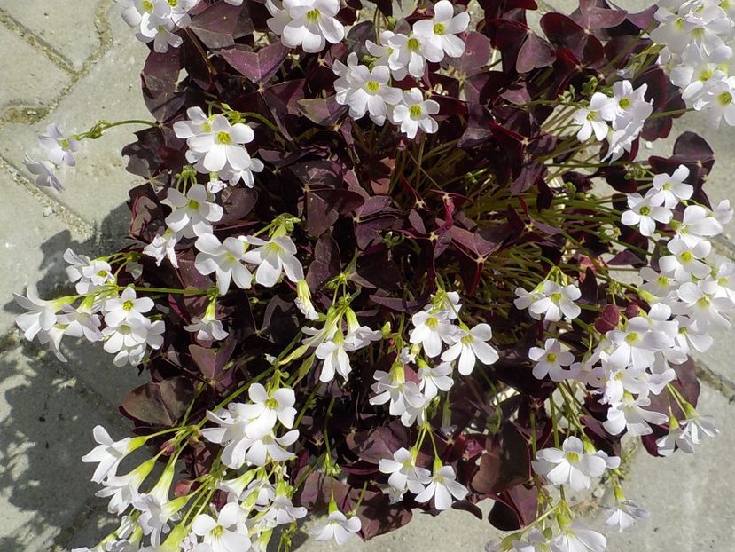 - oxalis triangularis