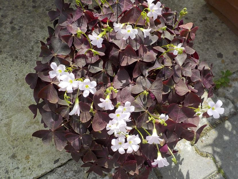  - oxalis triangularis