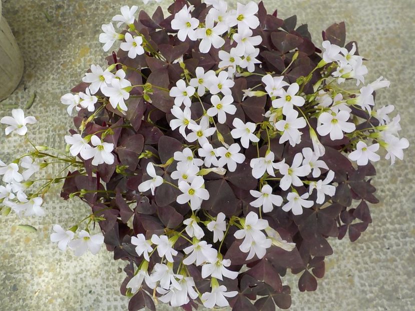  - oxalis triangularis