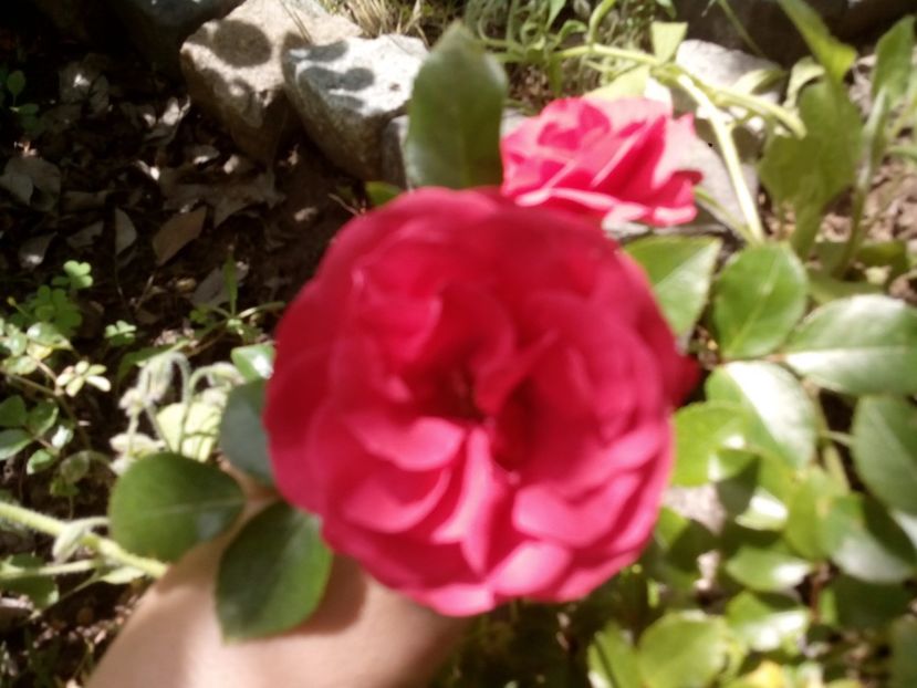  - Trandafiri de la Codina
