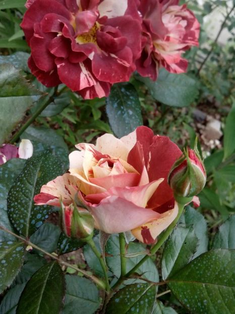  - Tropical Lightning sau Poseidon de la 4garden