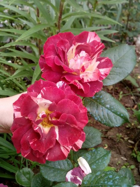 - Tropical Lightning sau Poseidon de la 4garden