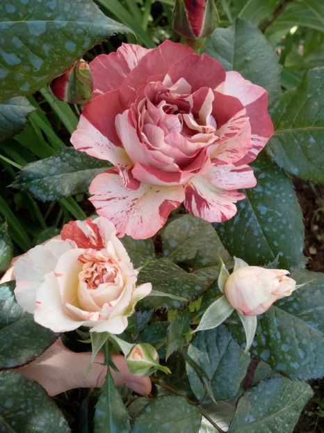  - Tropical Lightning sau Poseidon de la 4garden