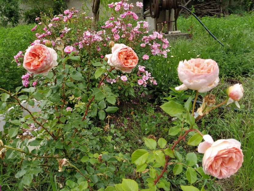 Abraham Darby - Iunie 2020