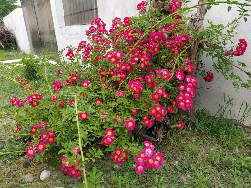 American Pilar - Iunie 2020