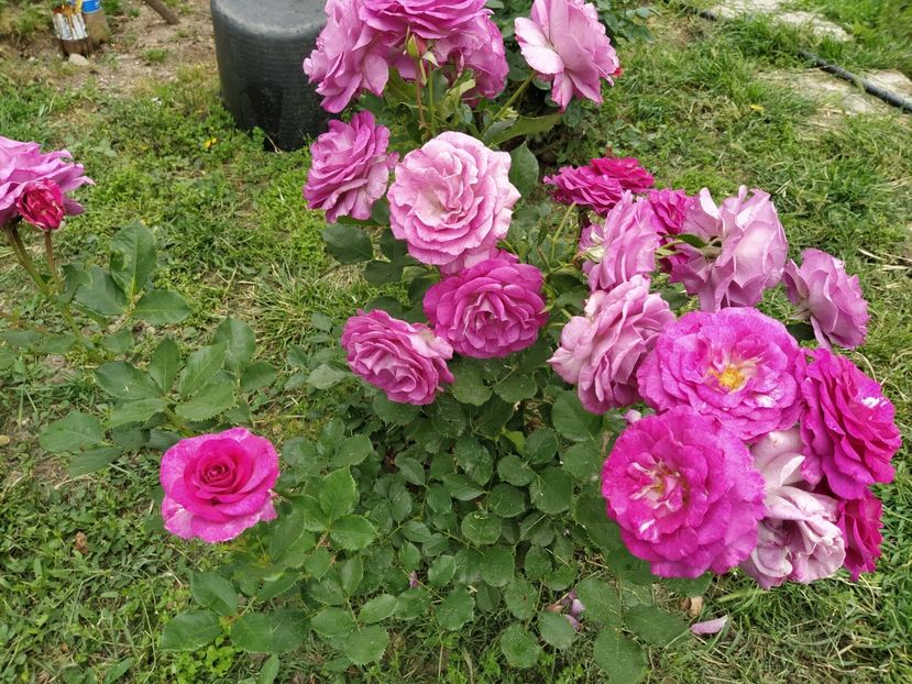 Necunoscut din butas - Iunie 2020