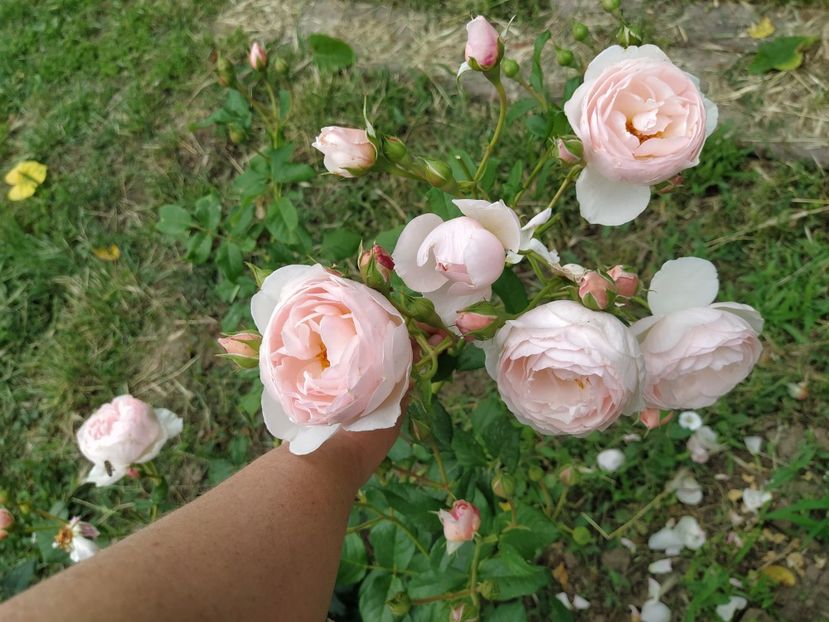 Heritage - Iunie 2020