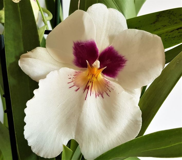 Herr Alexander - Miltoniopsis