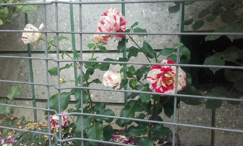 06 06 2020 - Rock ? Roll