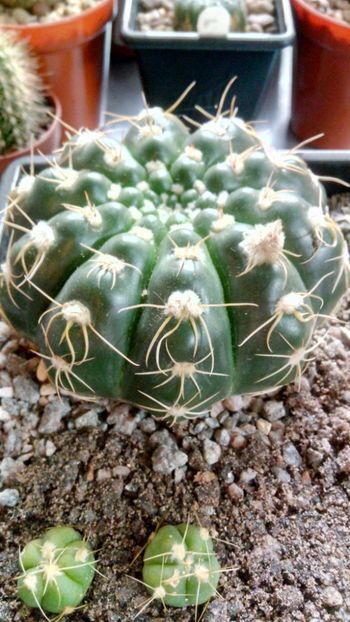 N. uebelmanianus - Notocactus---austrocactus