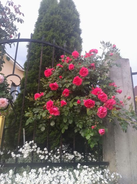 rosarium uetersen - Trandafiri 2020