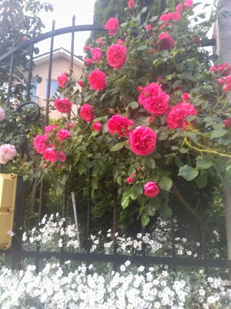 rosarium uetersen - Trandafiri 2020