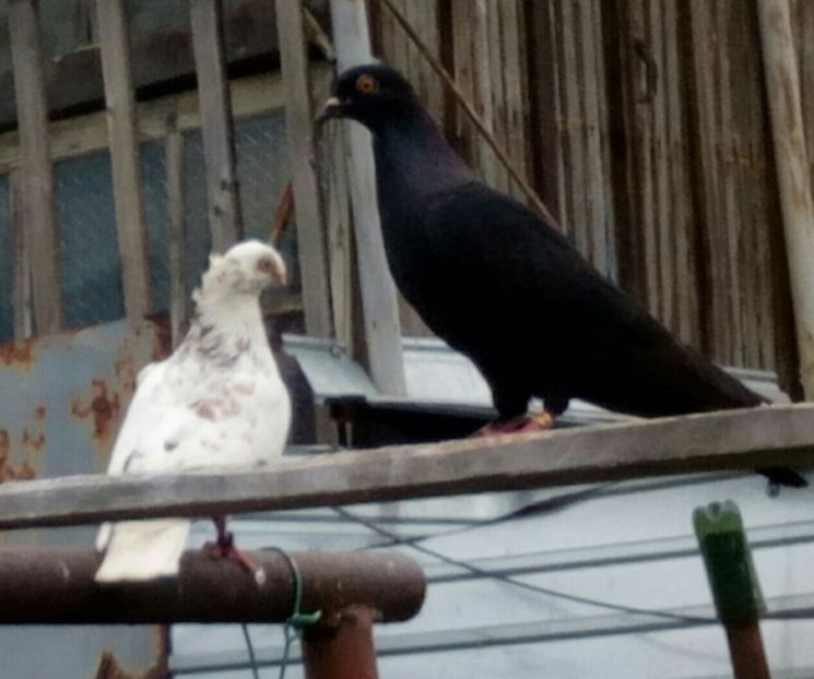  - porumbeii amestecati