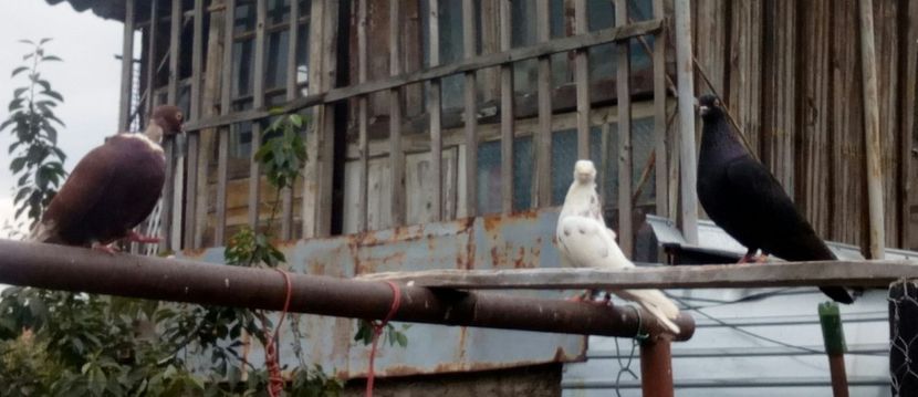  - porumbeii amestecati