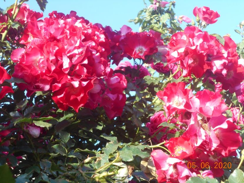  - 1Trandafiri 2020
