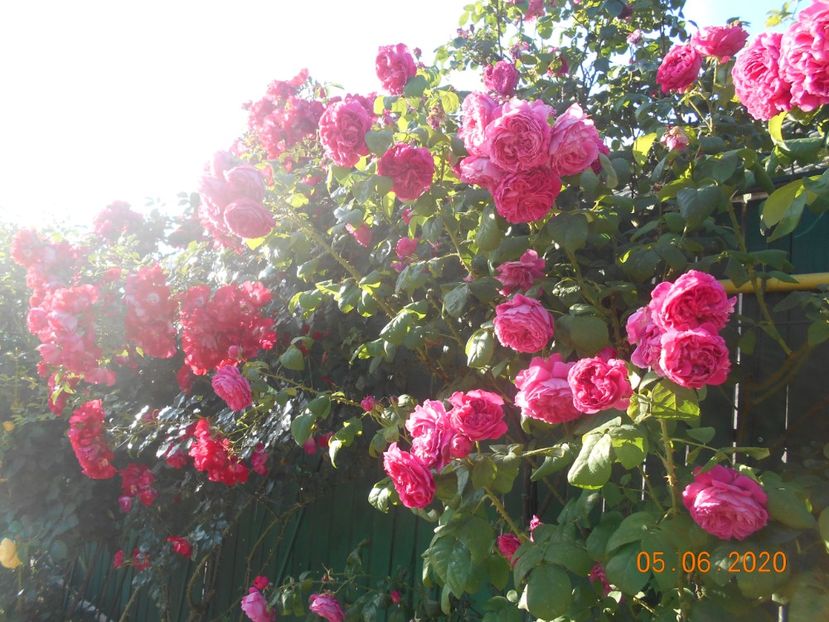  - 1Trandafiri 2020