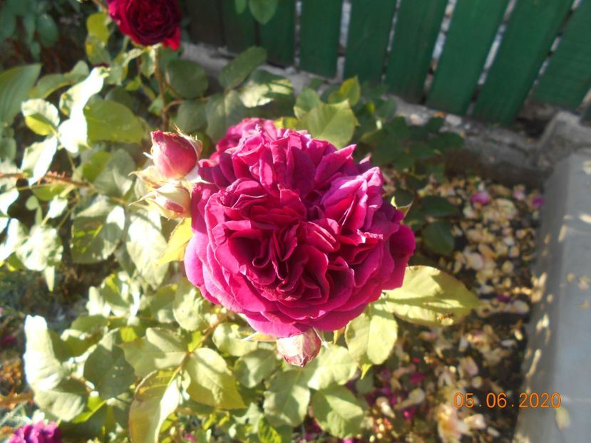  - 1Trandafiri 2020