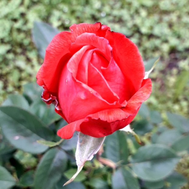  - TRANDAFIRI_2019_2020_2024