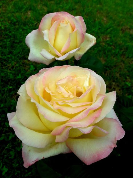  - TRANDAFIRI_2019_2020_2024