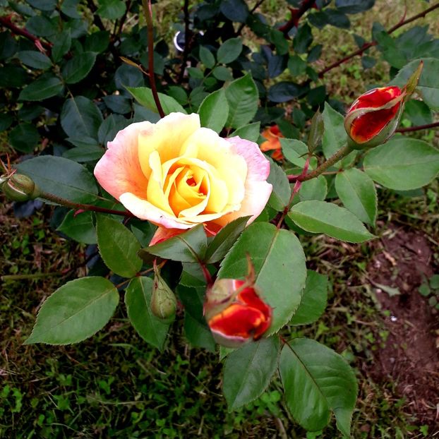  - TRANDAFIRI_2019_2020_2024