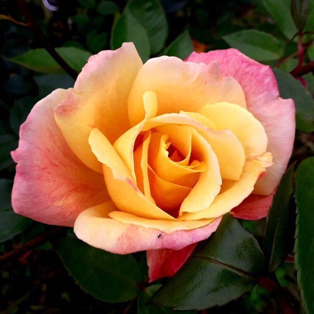  - TRANDAFIRI_2019_2020_2024