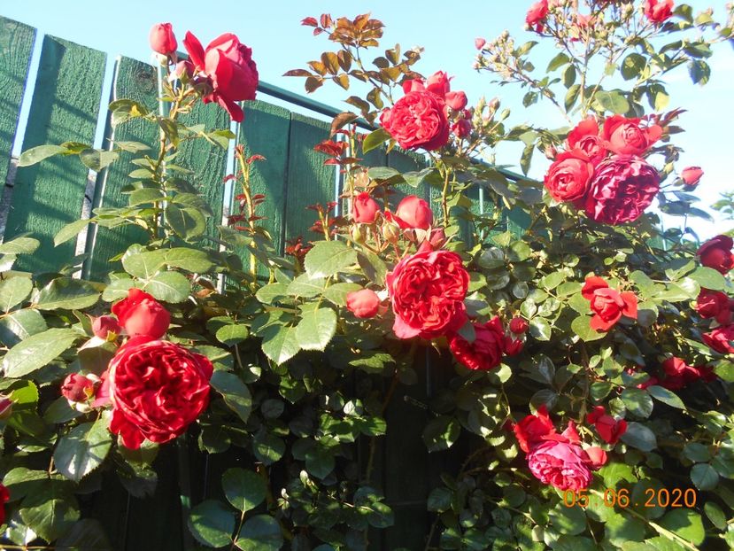 - 1Trandafiri 2020
