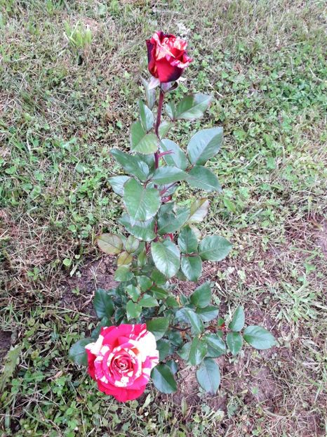  - TRANDAFIRI_2019_2020_2024