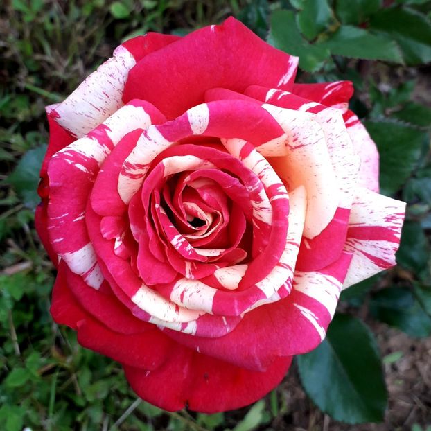  - TRANDAFIRI_2019_2020_2024